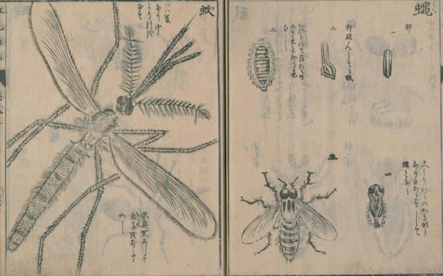 蚊、蝿の絵（『紅毛雜話』５巻より。出典：国立国会図書館デジタルコレクション）