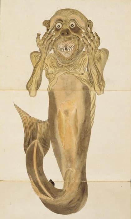 人魚のミイラの絵（江戸時代後期に描かれた 『梅園魚譜』より。出典：国立国会図書館デジタルコレクション）