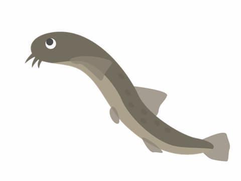 どじょうイラスト