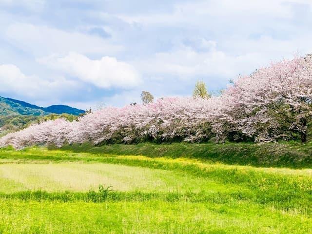 水城跡の桜並木(福岡県太宰府市)