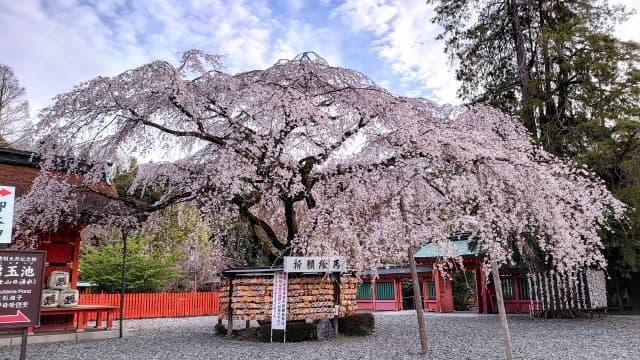 富士山本宮浅間大社の信玄桜