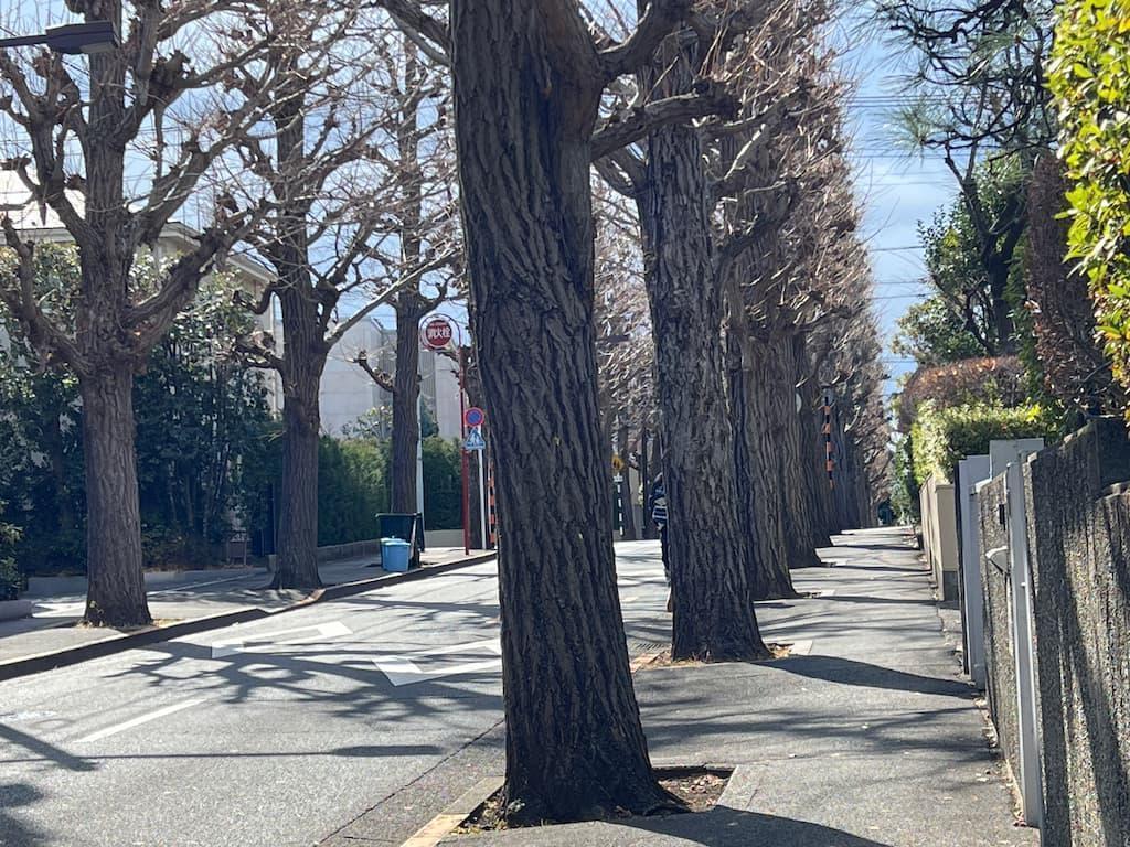 田園調布駅西口住宅街の銀杏並木