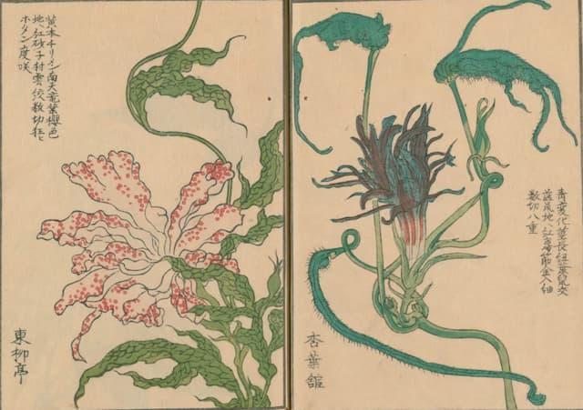 変化朝顔の図譜『朝かがみ』より（出典：国立国会図書館デジタルコレクション）