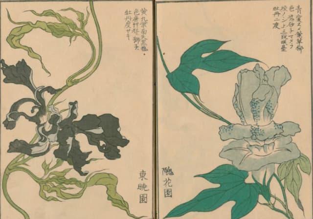 変化朝顔の図譜『朝かがみ』より（出典：国立国会図書館デジタルコレクション）