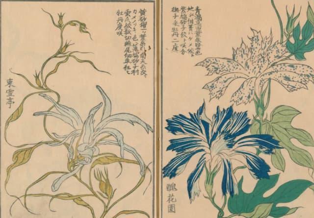 変化朝顔の図譜『朝かがみ』より（出典：国立国会図書館デジタルコレクション）