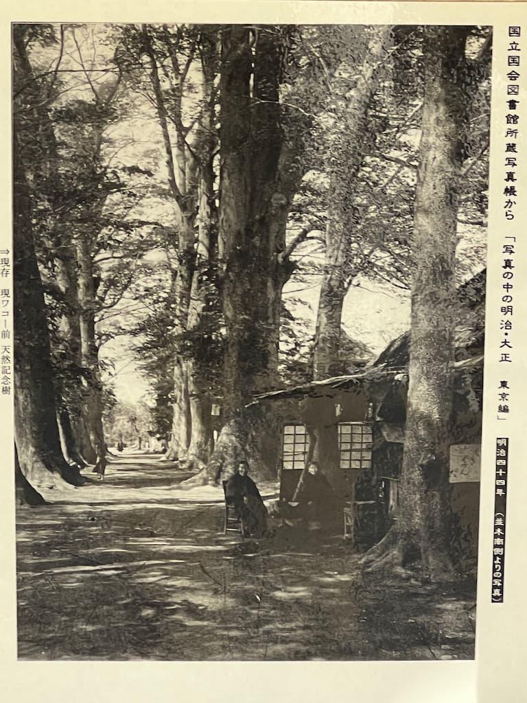 雑司ヶ谷 鬼子母神境内並木（明治44年、『東京風景』より。出典：国立国会図書館デジタルコレクション）