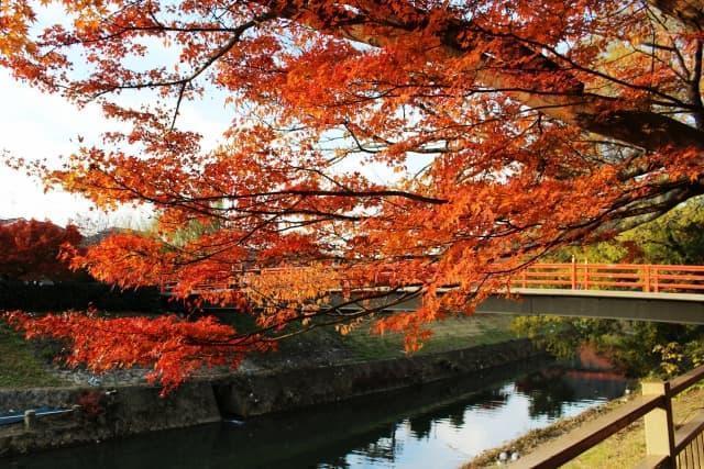 龍田川の紅葉