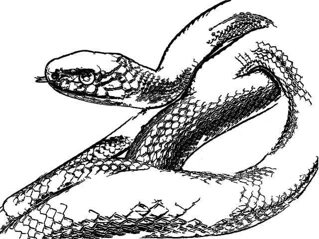 蛇のイラスト