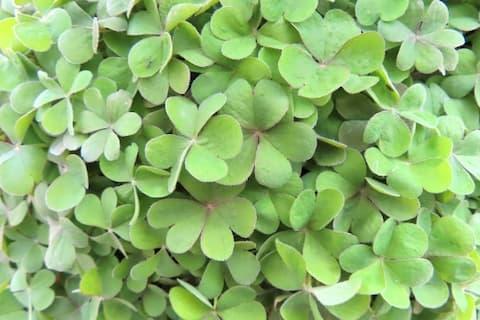 カタバミ科カタバミ属の多年草「カタバミ」